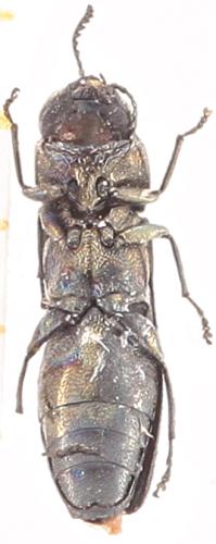 Réf. 347 165 : Agrilus sp.